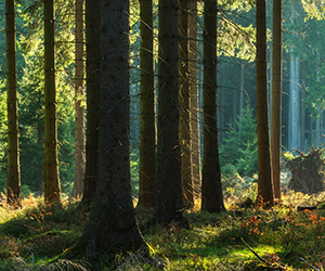 Mars 2022; la forêt : achat, vente, fiscalité