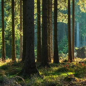 Mars 2022; la forêt : achat, vente, fiscalité